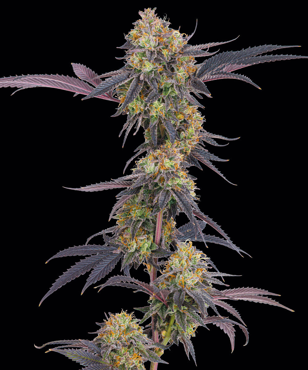 Tropicana Cherry Feminised Barney's Farm