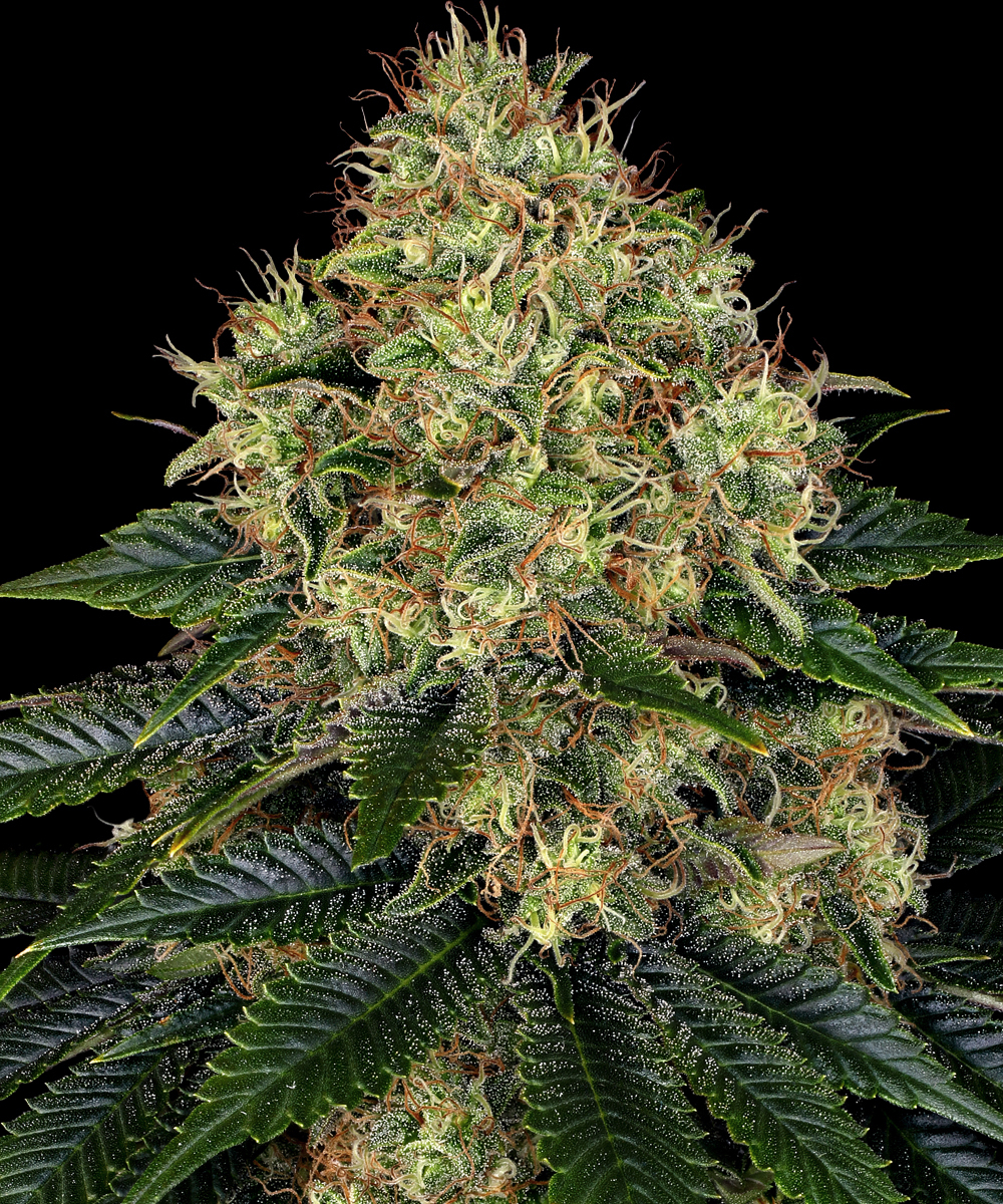 Skywalker OG Auto Autoflower Barney's Farm
