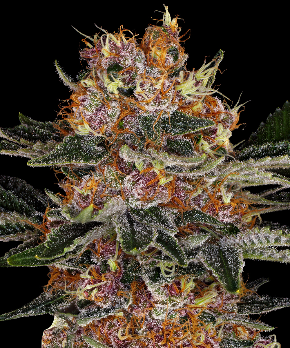Purple Punch Auto Autoflower Barney's Farm
