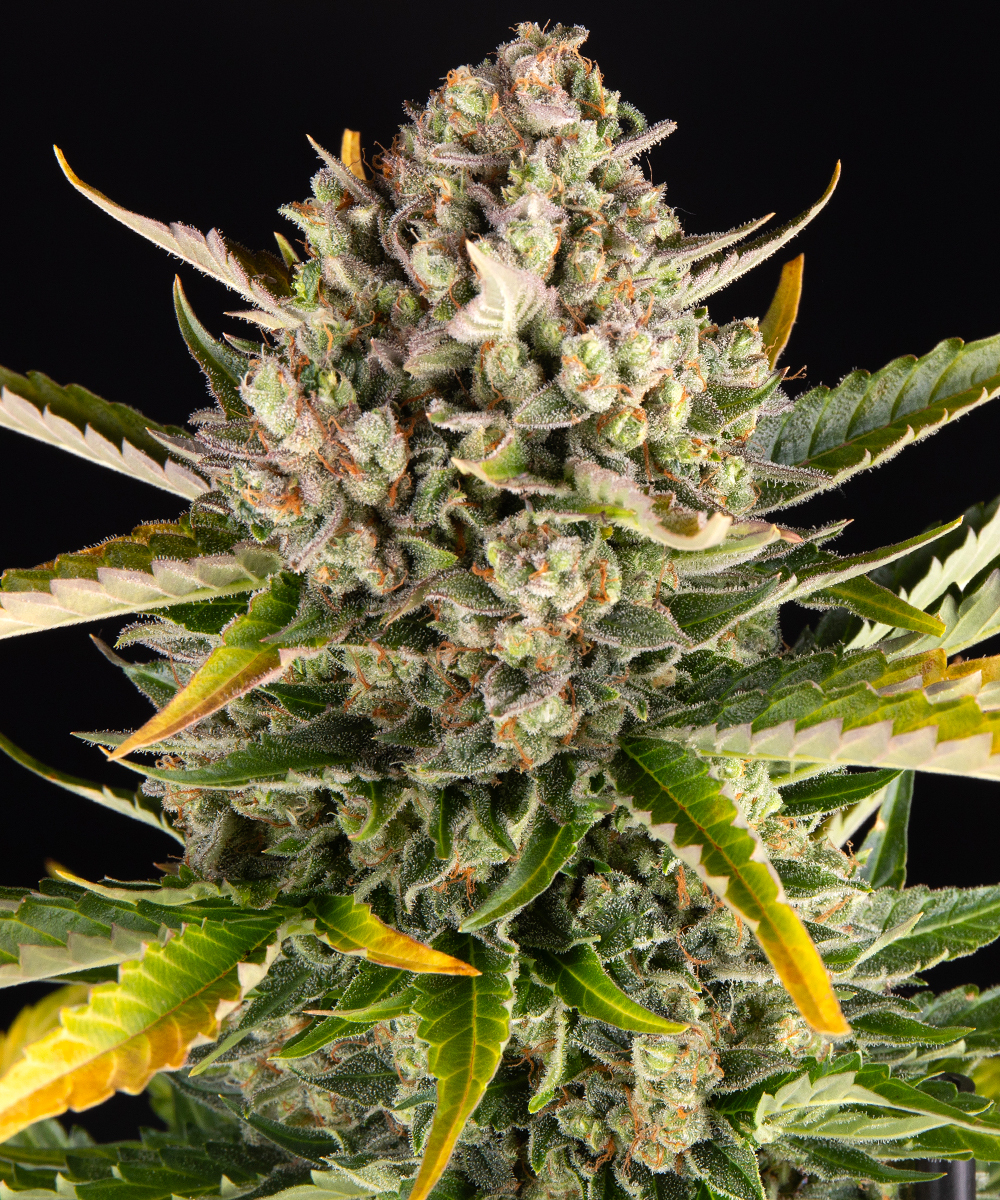 Strawberry Cheesecake Auto Autoflower Barney's Farm