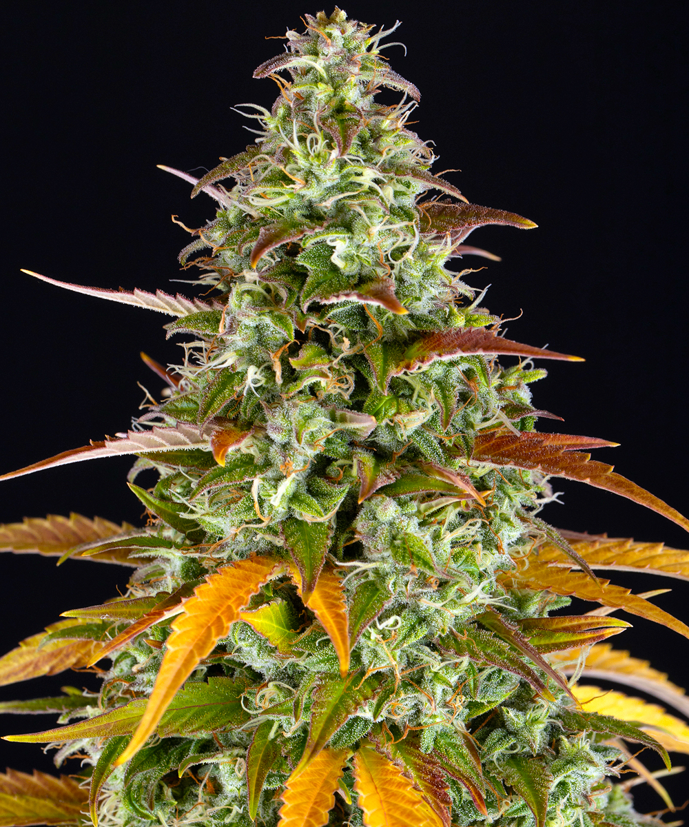 Watermelon Z Auto Autoflower Barney's Farm