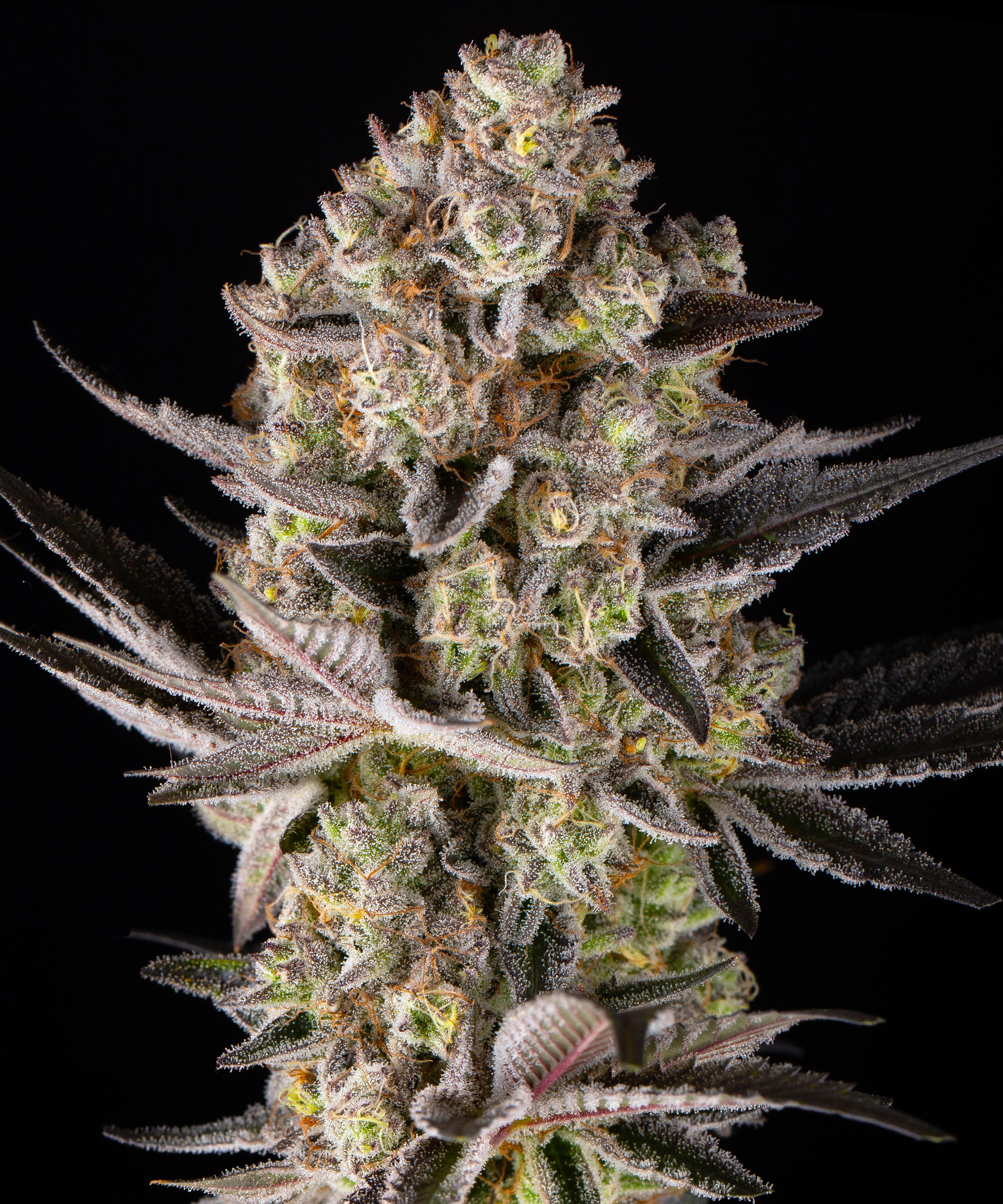 Super Boof Feminised Barney's Farm