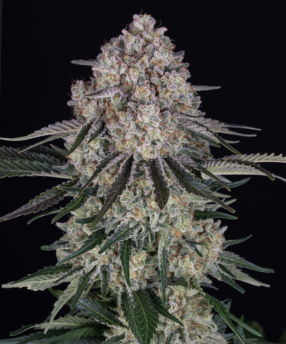 Sour Diesel Auto Autoflower Barney's Farm