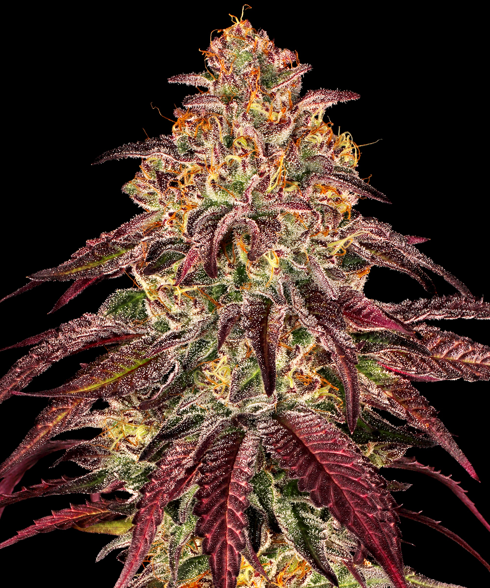 Mimosa x Orange Punch Auto Autoflower Barney's Farm