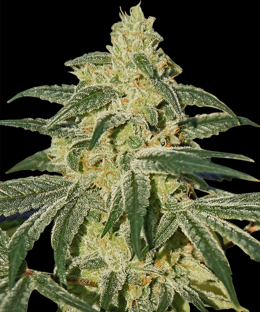 Afghan Hash Plant Regular Barney's Farm