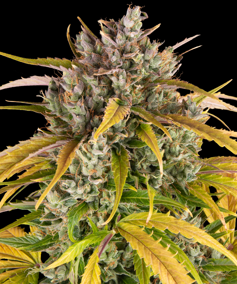 LSD Auto Autoflower Barney's Farm