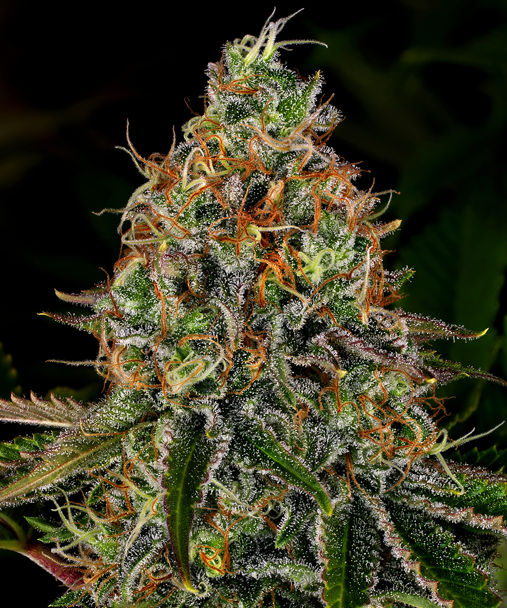 Tangerine Dream Auto Autoflower Barney's Farm