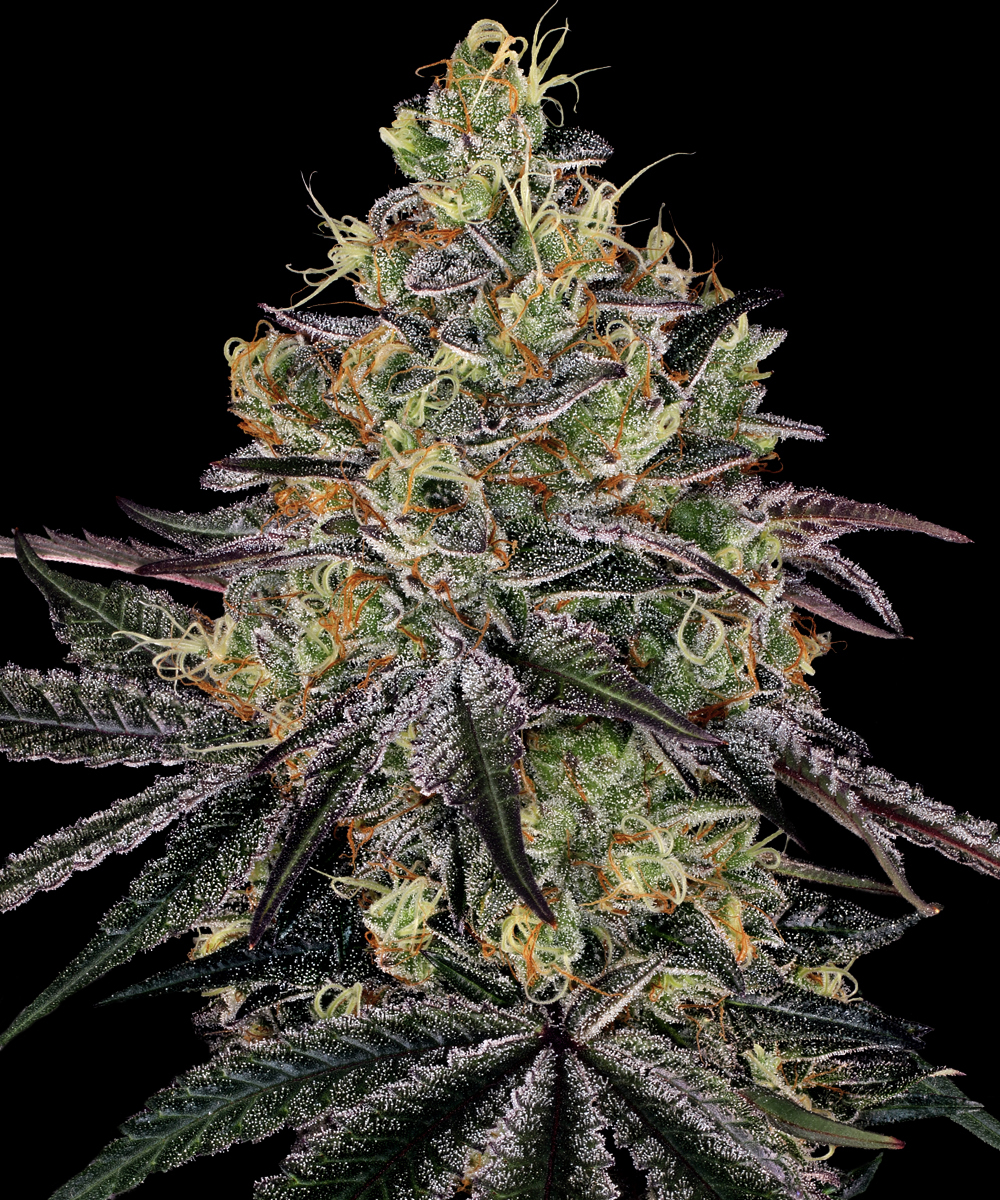 Watermelon Z Feminised Barney's Farm
