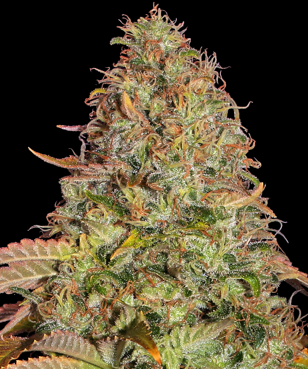 Original Z OG Auto Autoflower Barney's Farm