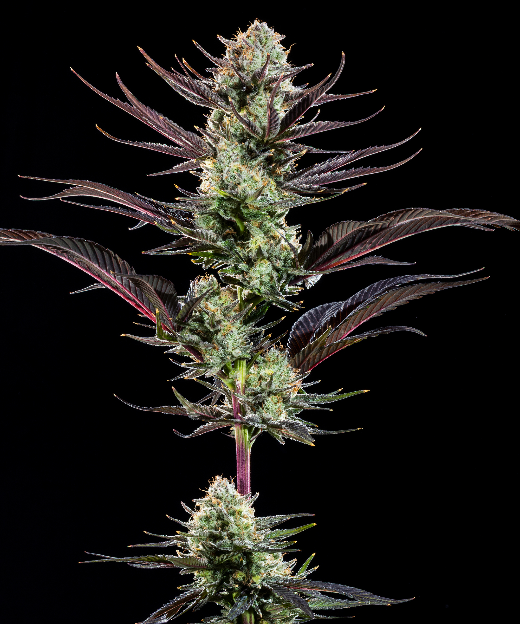 Thin Mint Frosting F1 Feminised Barney's Farm