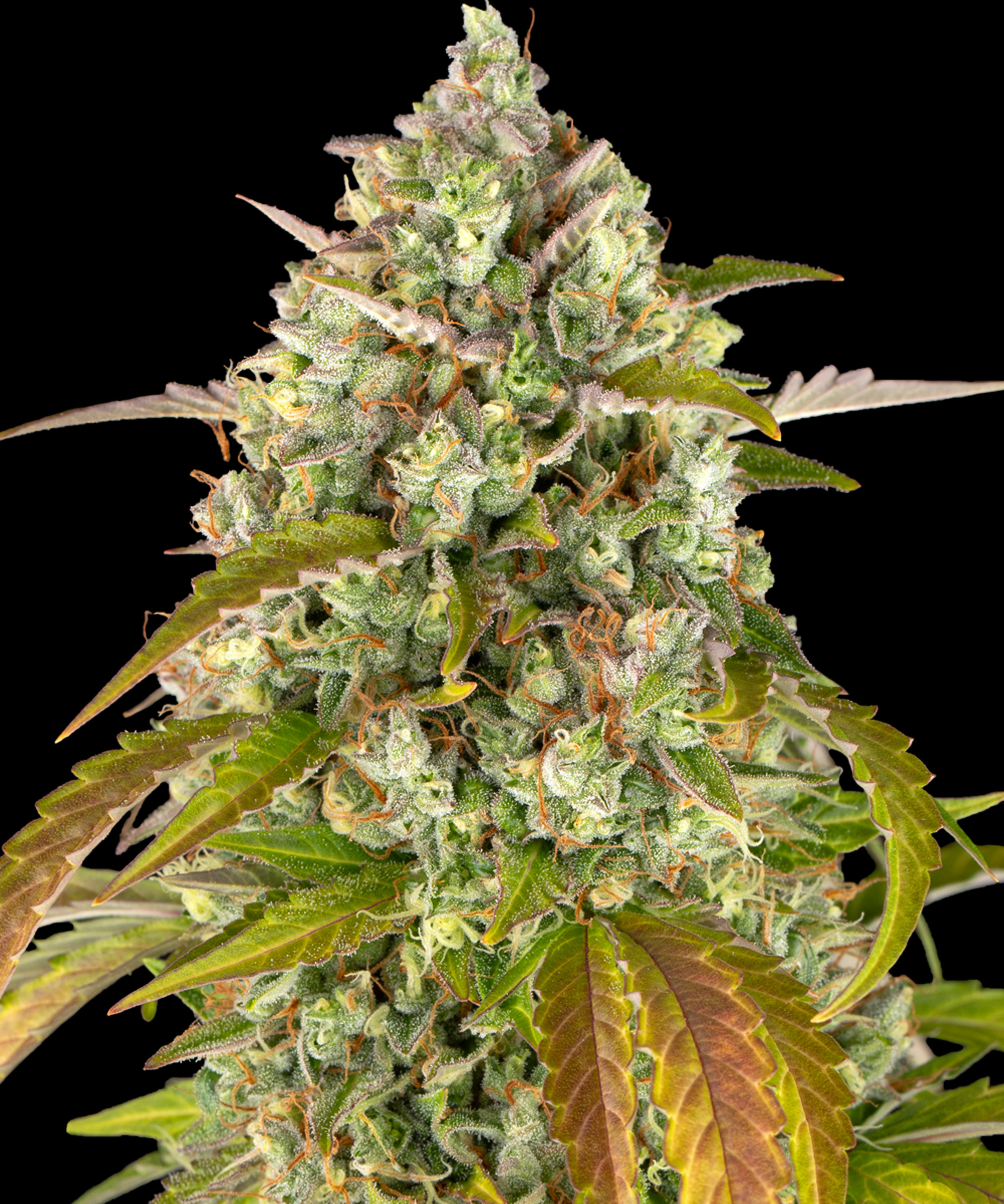 Pineapple Express Auto Autoflower Barney's Farm