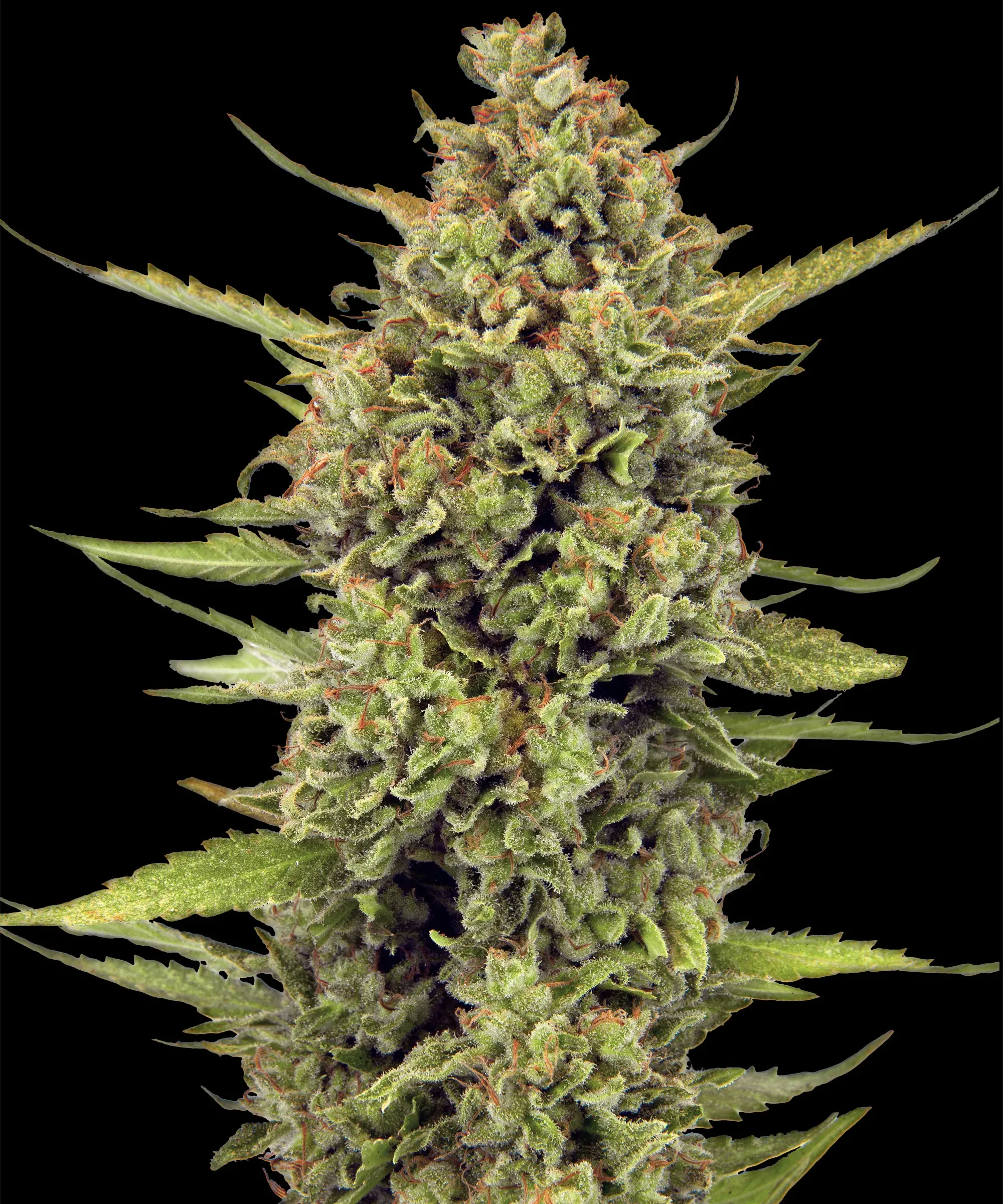 Acapulco Gold Feminised Barney's Farm