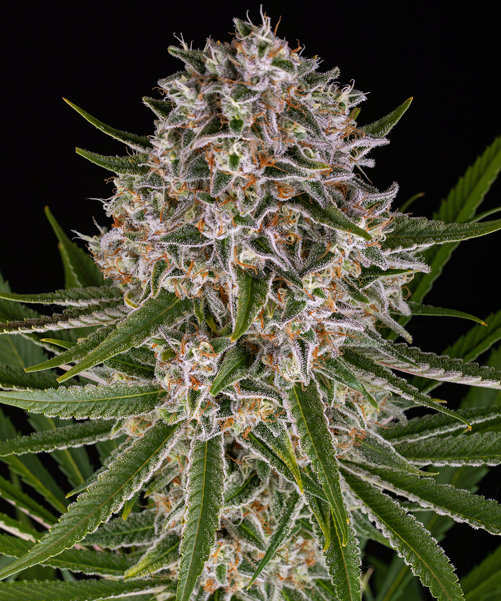 Lemon Haze Auto Autoflower Barney's Farm