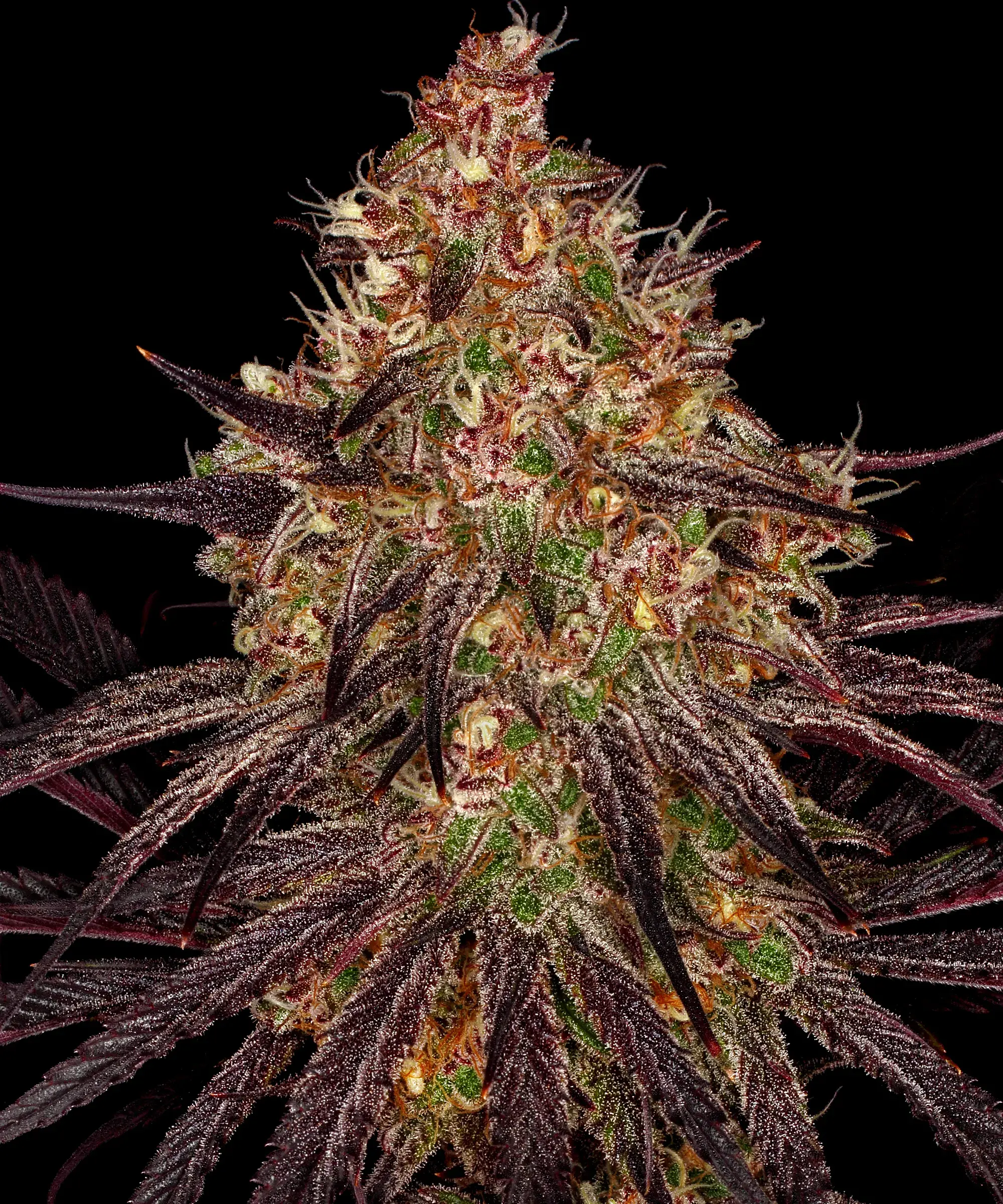 Ayahuasca Purple Feminised Barney's Farm