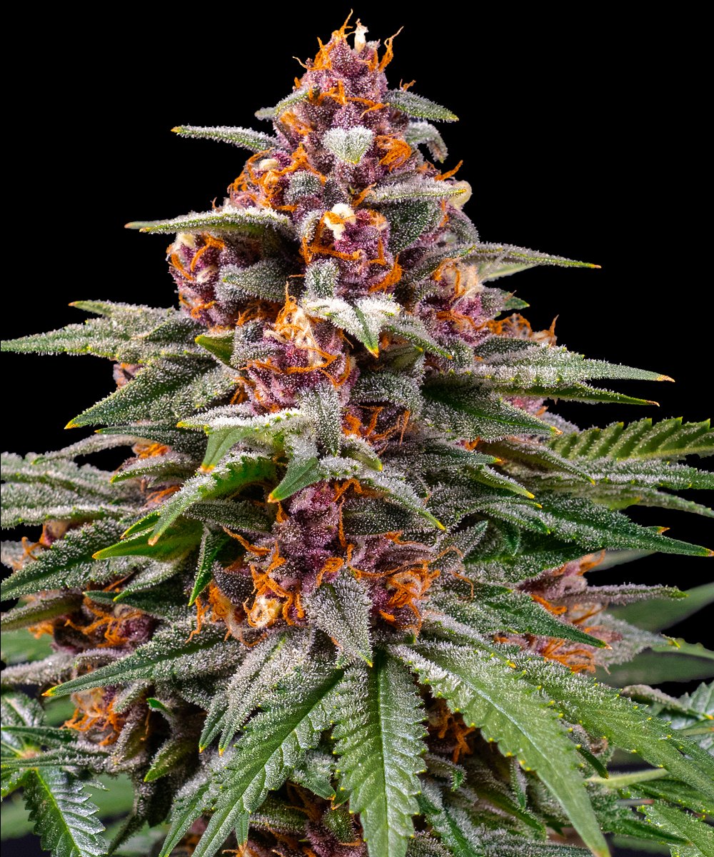 Runtz Auto Autoflower Barney's Farm