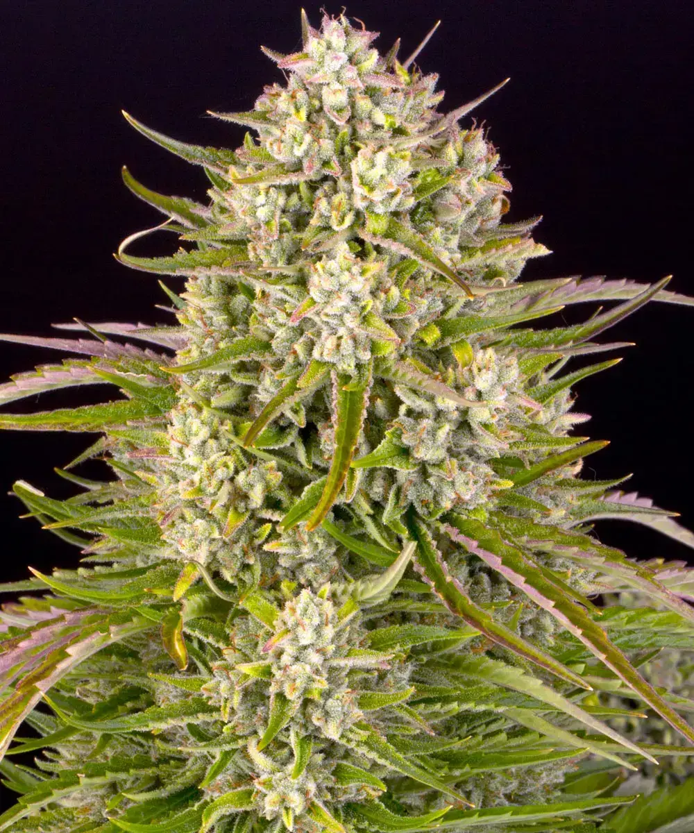 Wedding Cake Auto Autoflower Barney's Farm