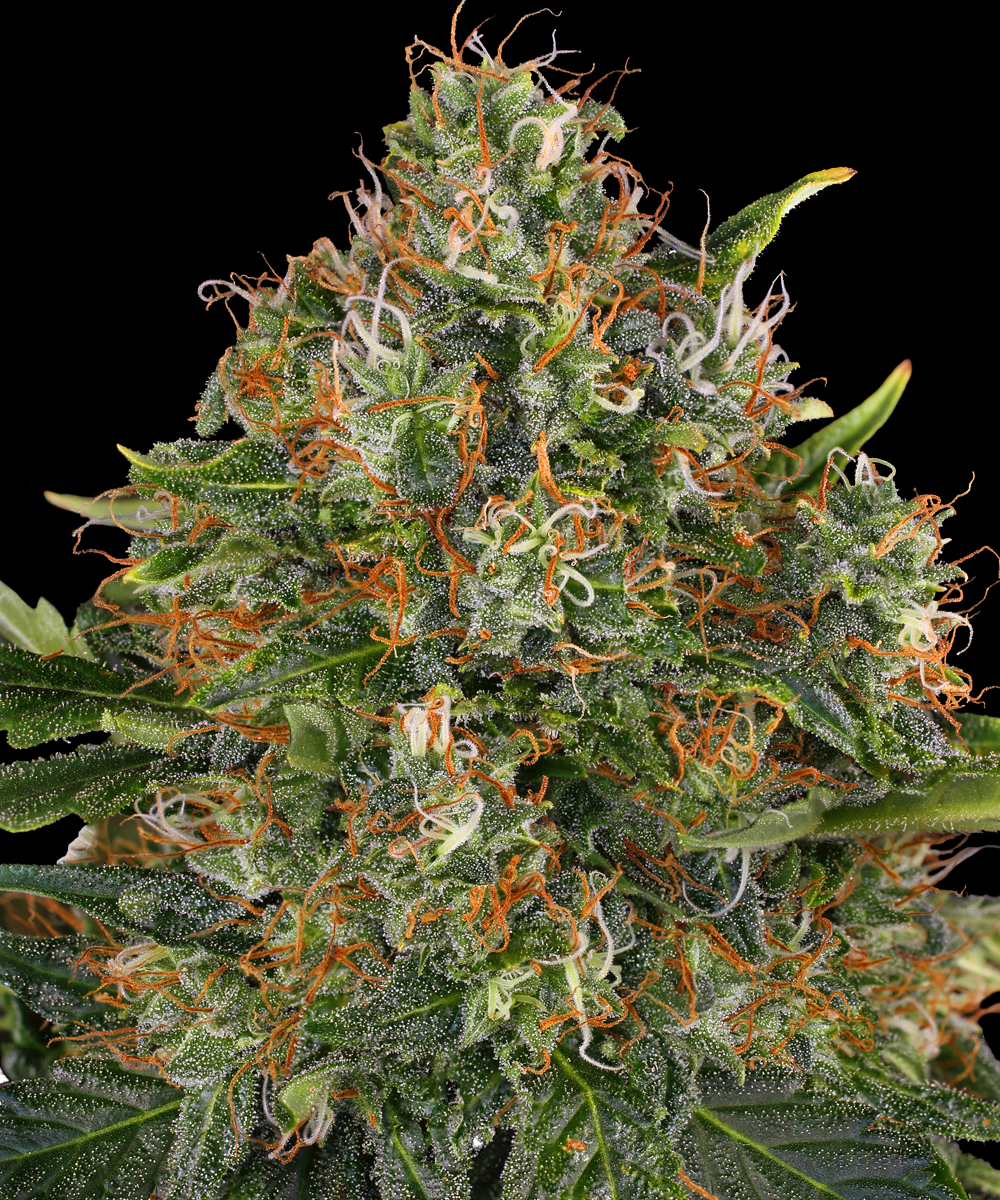 G13 Haze Regular Barney's Farm
