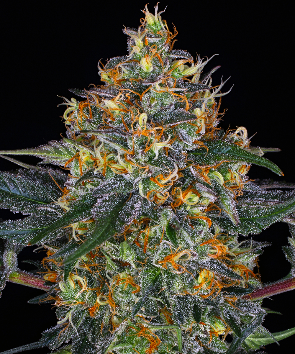 Moby Dick Auto Autoflower Barney's Farm