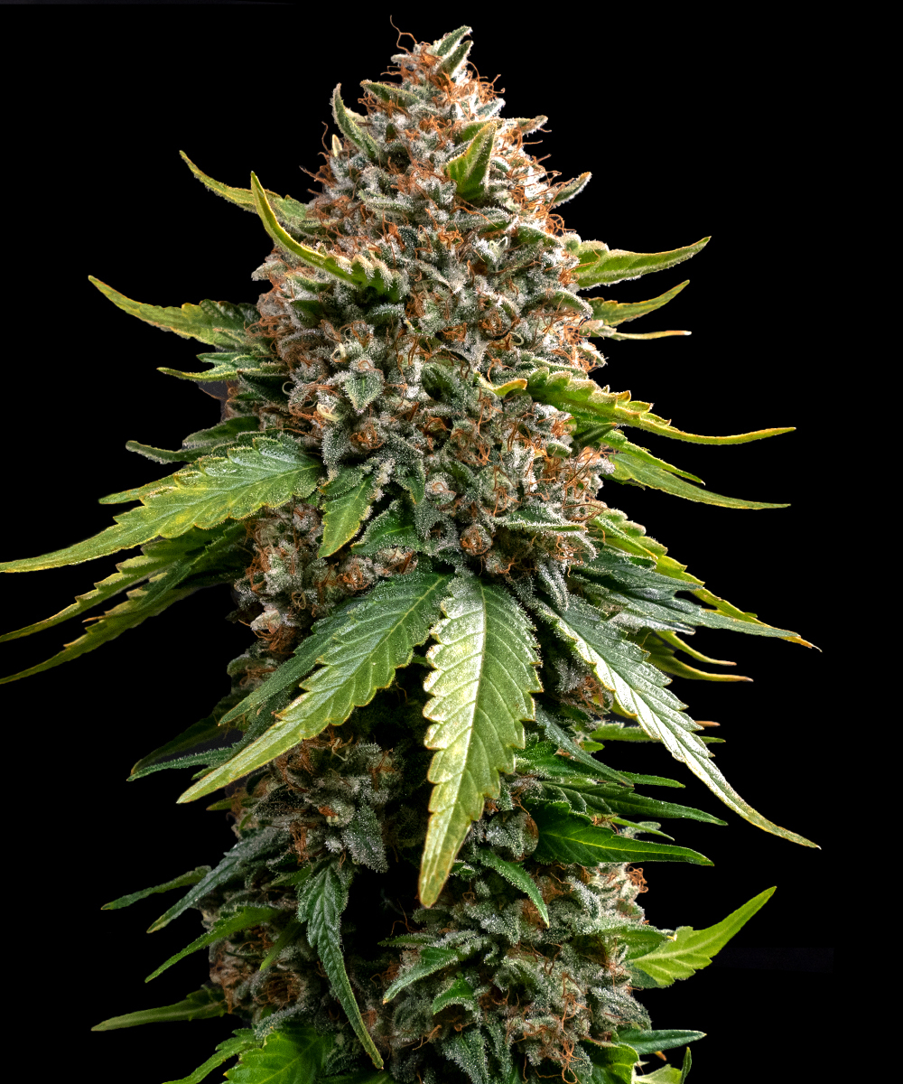 White Widow XXL Auto Autoflower Barney's Farm5