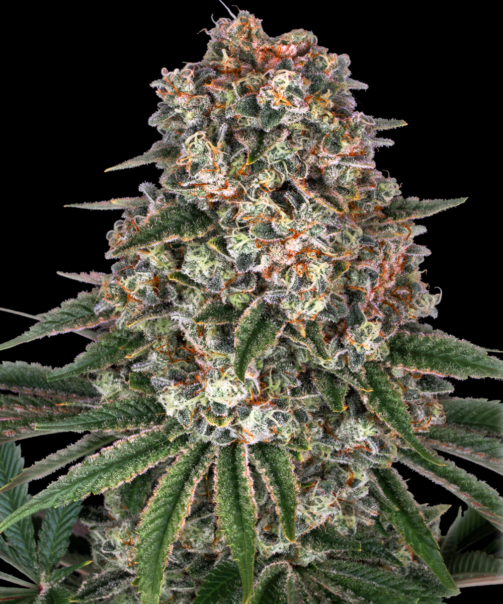 Tropicanna Banana Feminised Barney's Farm