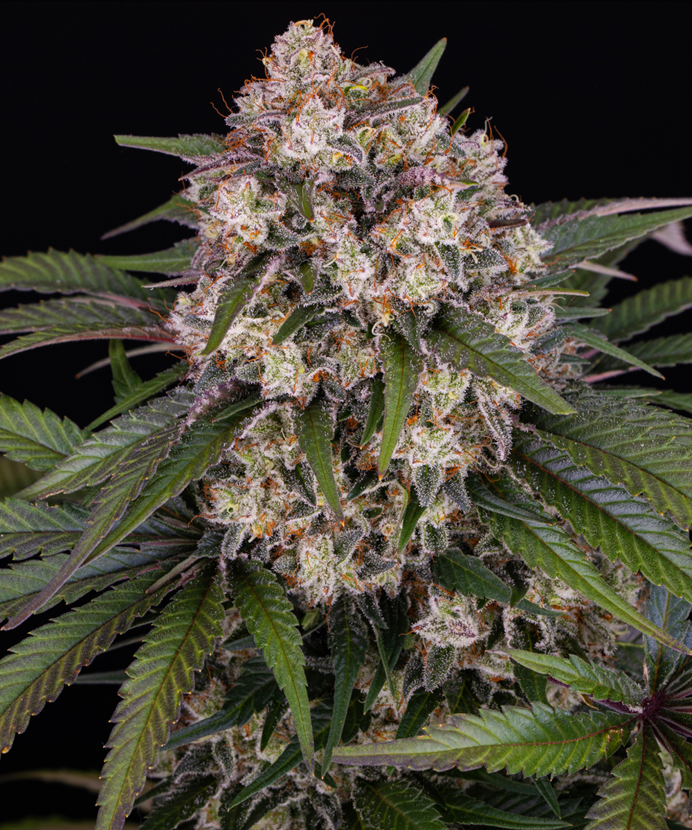 OG Kush Auto Autoflower Barney's Farm