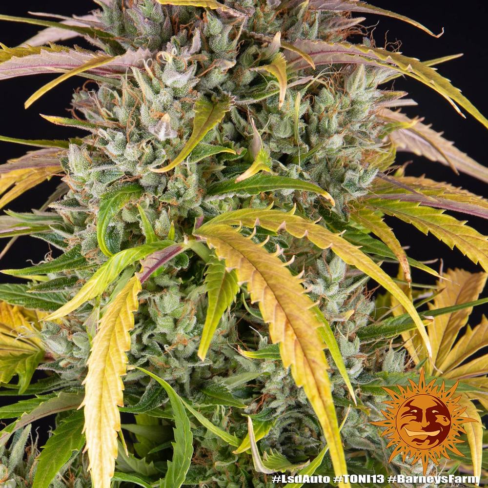 LSD Auto Autoflower Barney's Farm