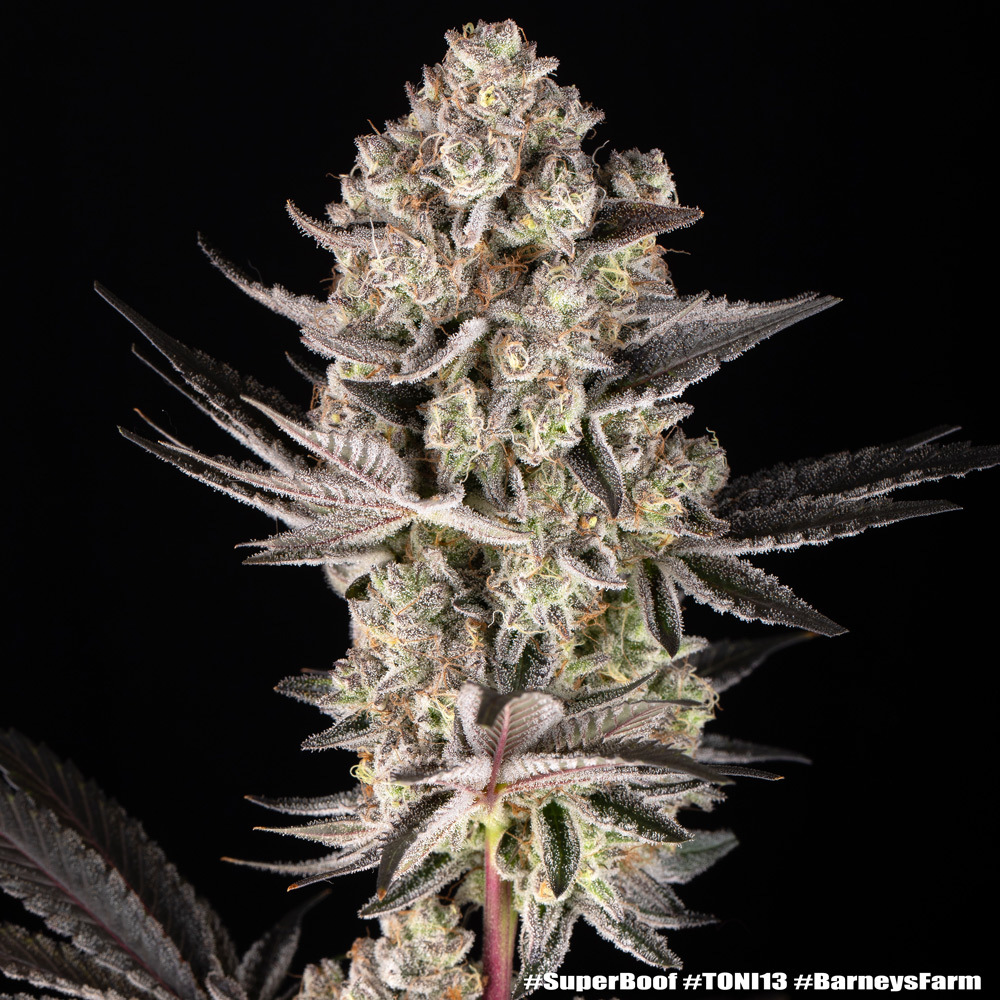 Super Boof Feminised Barney's Farm
