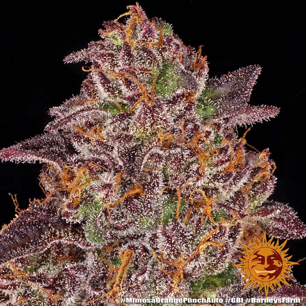 Mimosa x Orange Punch Auto Autoflower Barney's Farm