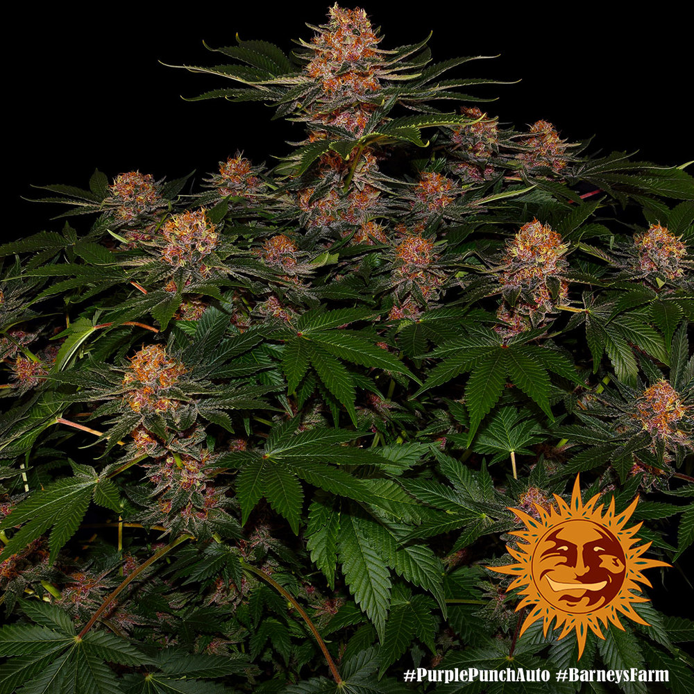 Purple Punch Auto Autoflower Barney's Farm