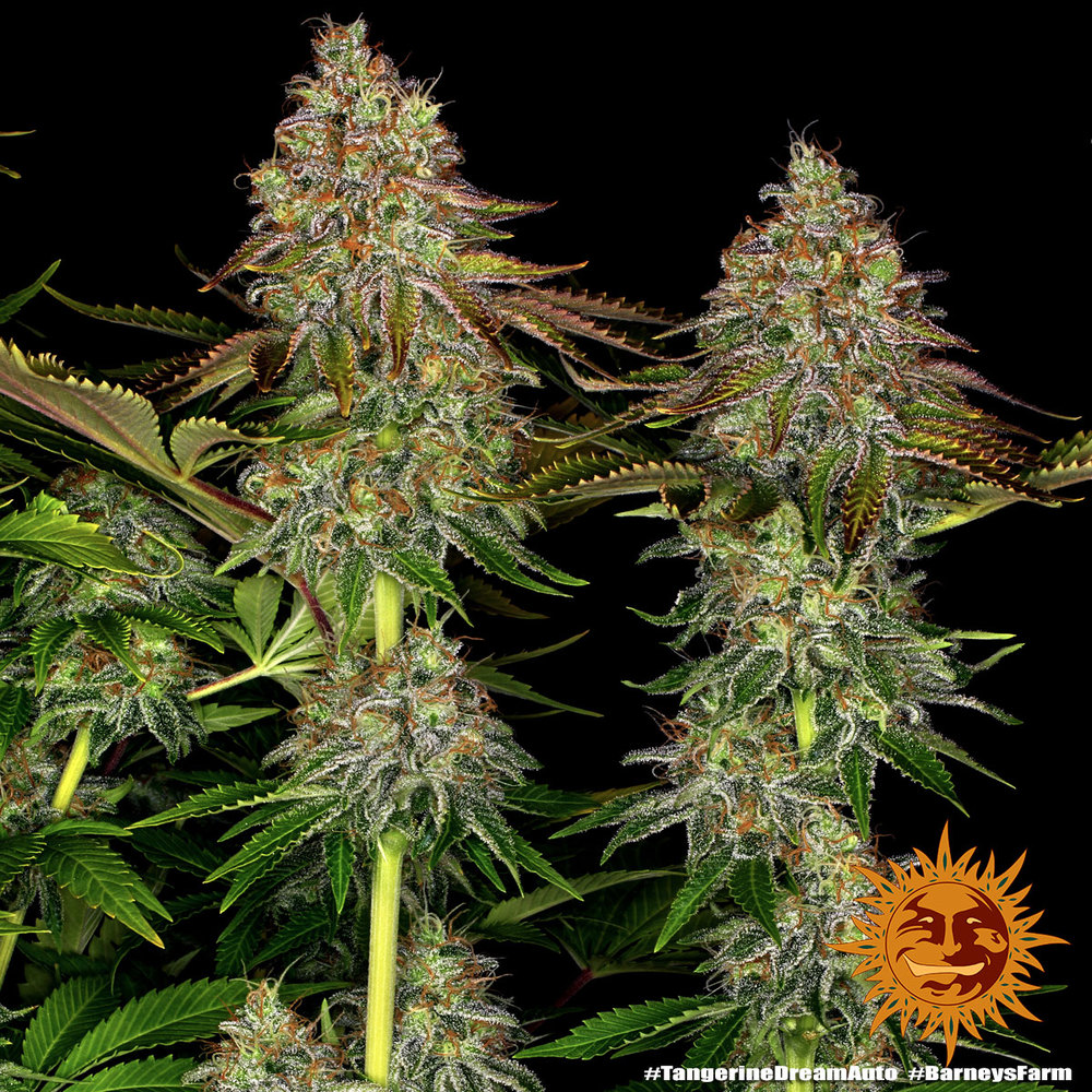Tangerine Dream Auto Autoflower Barney's Farm
