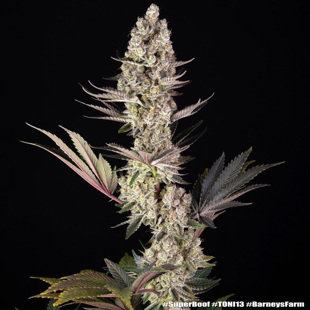 Super Boof Feminised Barney's Farm