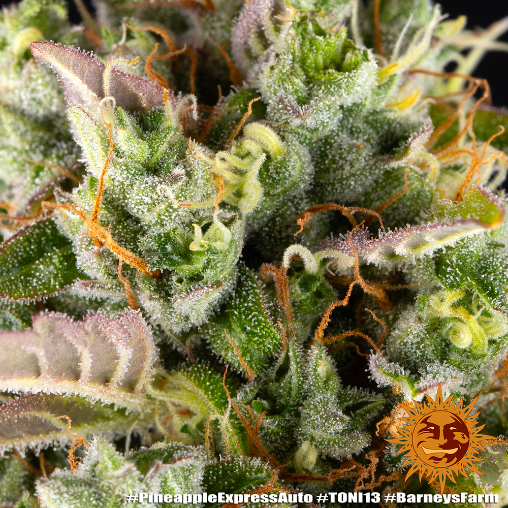 Pineapple Express Auto Autoflower Barney's Farm