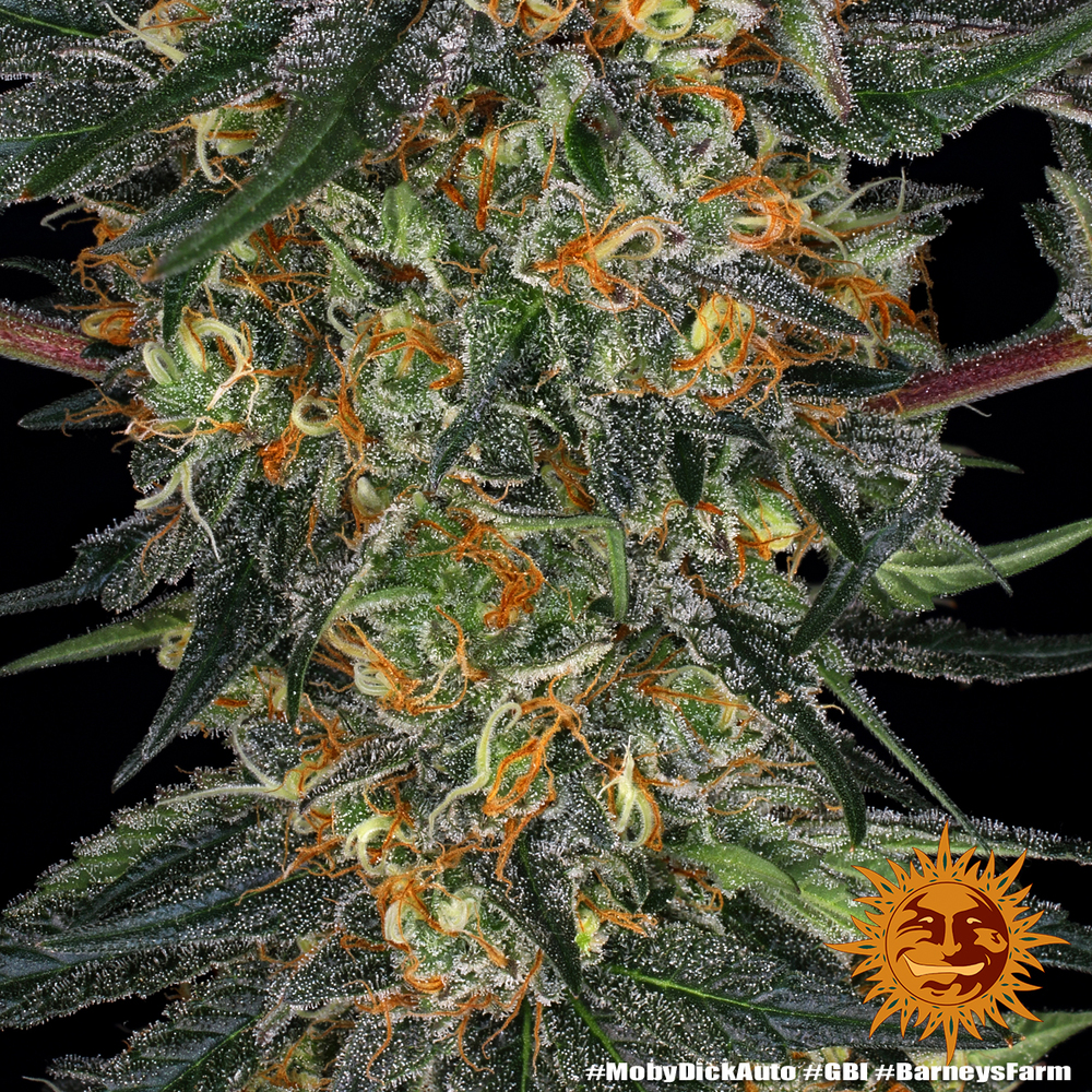 Moby Dick Auto Autoflower Barney's Farm