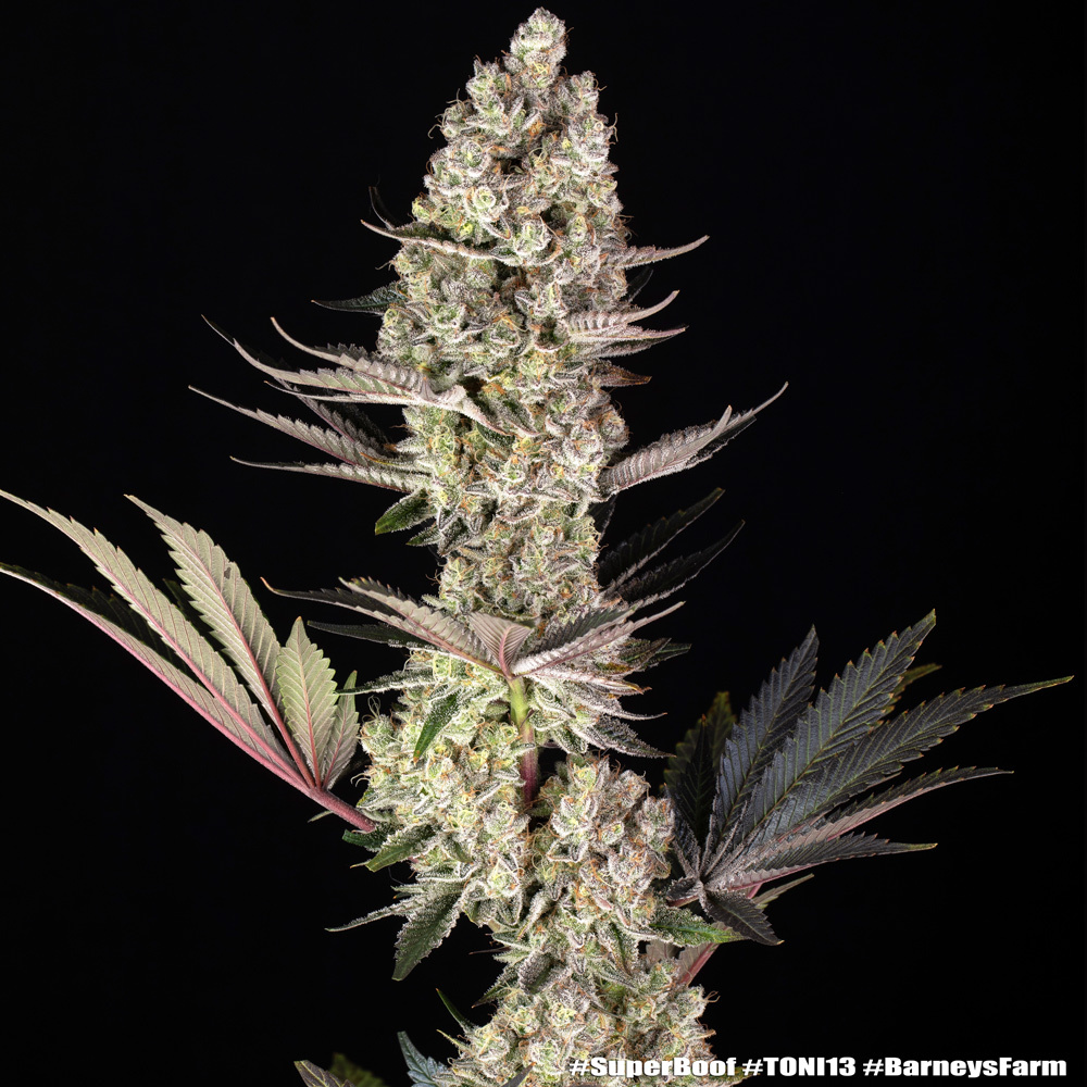 Super Boof Feminised Barney's Farm