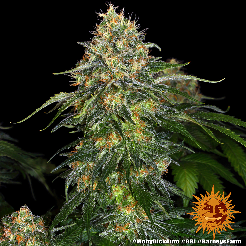 Moby Dick Auto Autoflower Barney's Farm