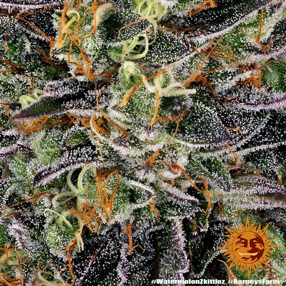 Watermelon Z Feminised Barney's Farm