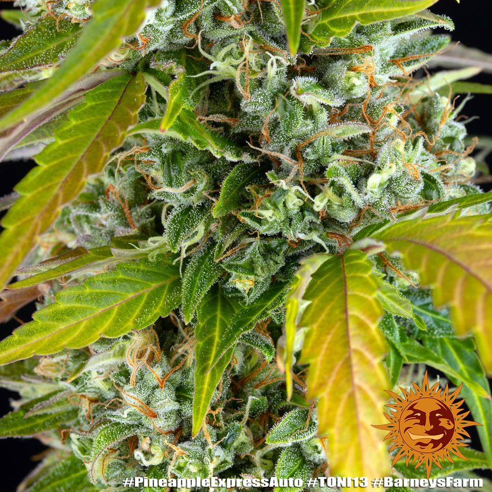 Pineapple Express Auto Autoflower Barney's Farm