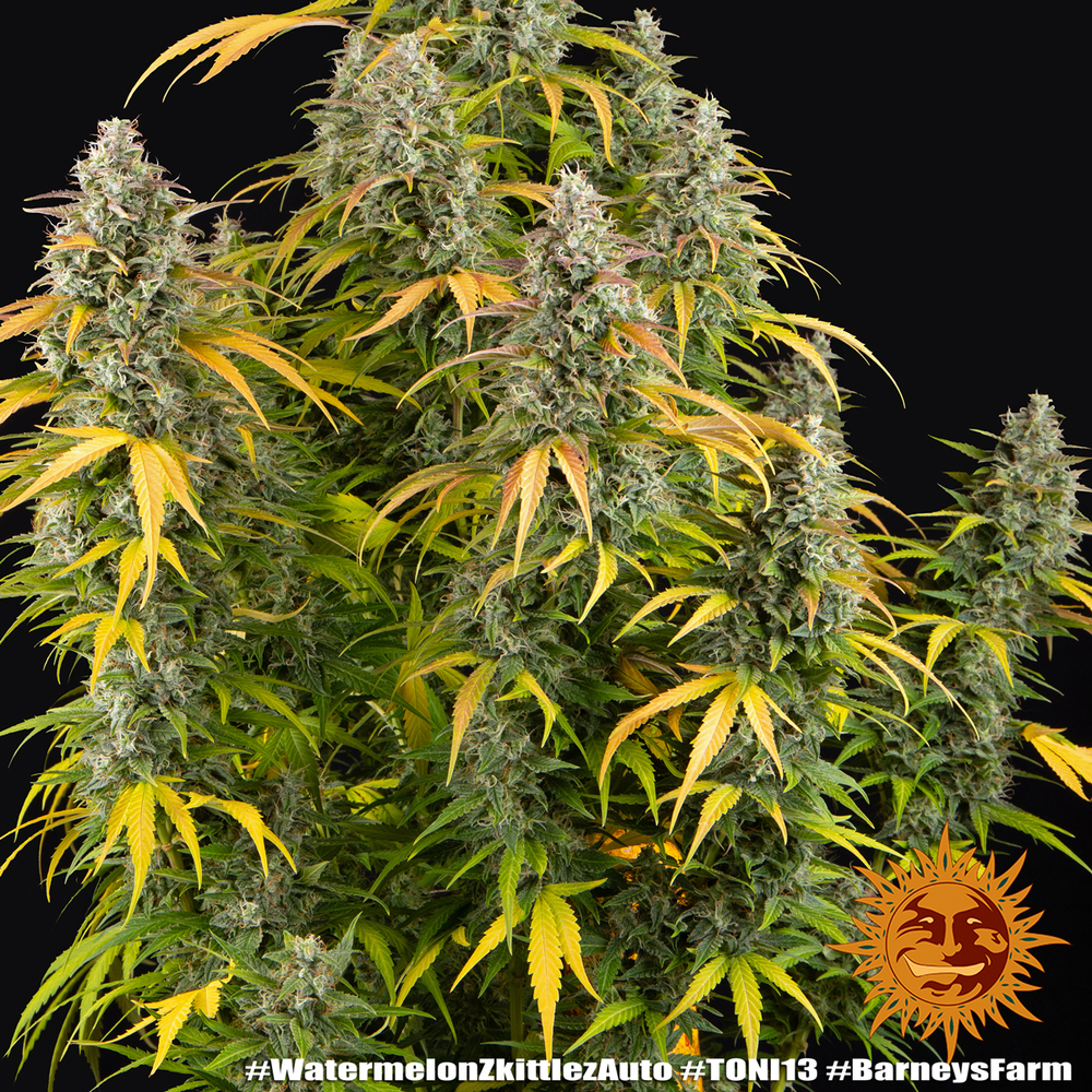 Watermelon Z Auto Autoflower Barney's Farm