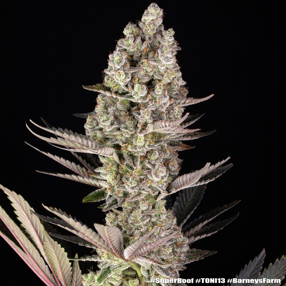Super Boof Feminised Barney's Farm