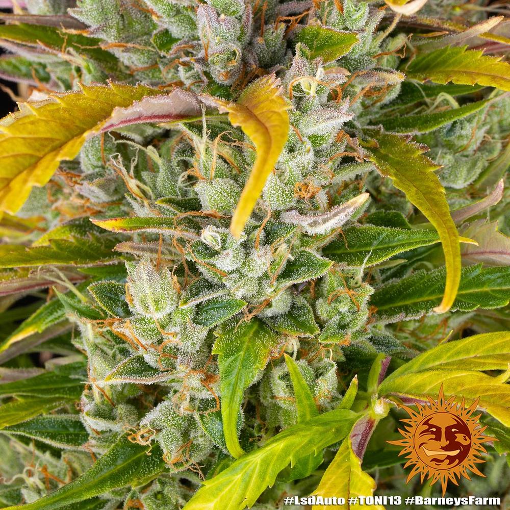 LSD Auto Autoflower Barney's Farm