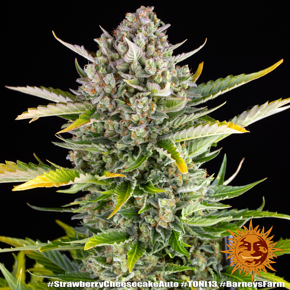 Strawberry Cheesecake Auto Autoflower Barney's Farm