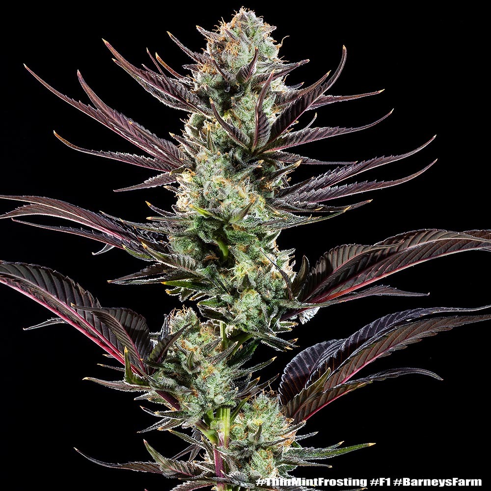 Thin Mint Frosting F1 Feminised Barney's Farm
