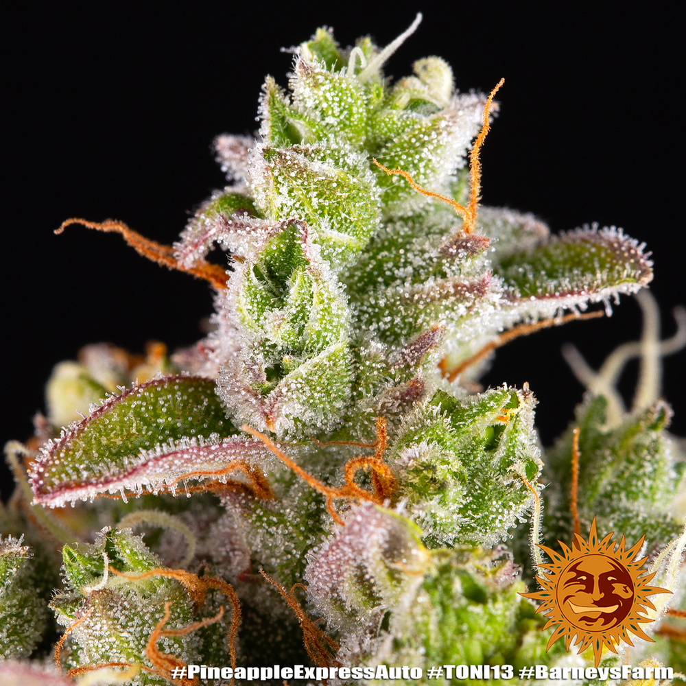 Pineapple Express Auto Autoflower Barney's Farm