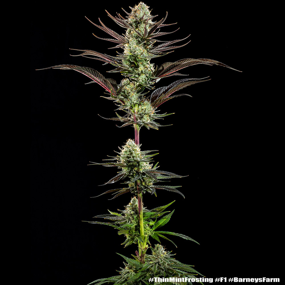 Thin Mint Frosting F1 Feminised Barney's Farm