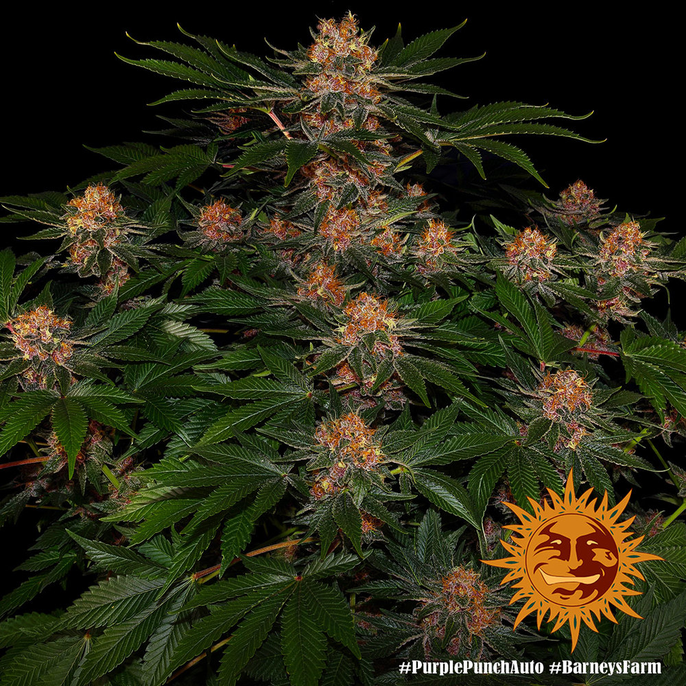 Purple Punch Auto Autoflower Barney's Farm