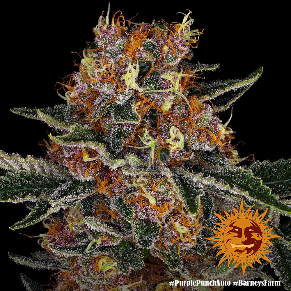 Purple Punch Auto Autoflower Barney's Farm