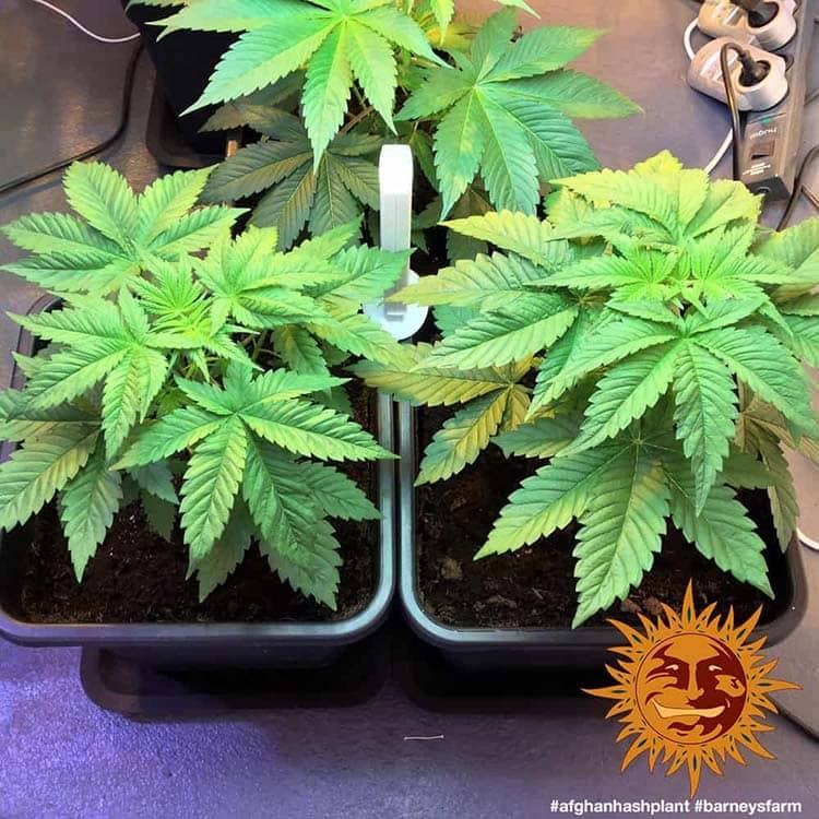 Afghan Hash Plant Regular Barney's Farm