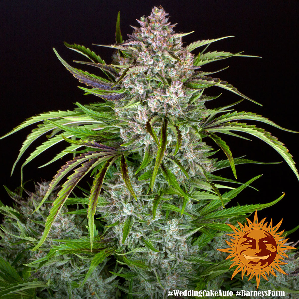 Wedding Cake Auto Autoflower Barney's Farm