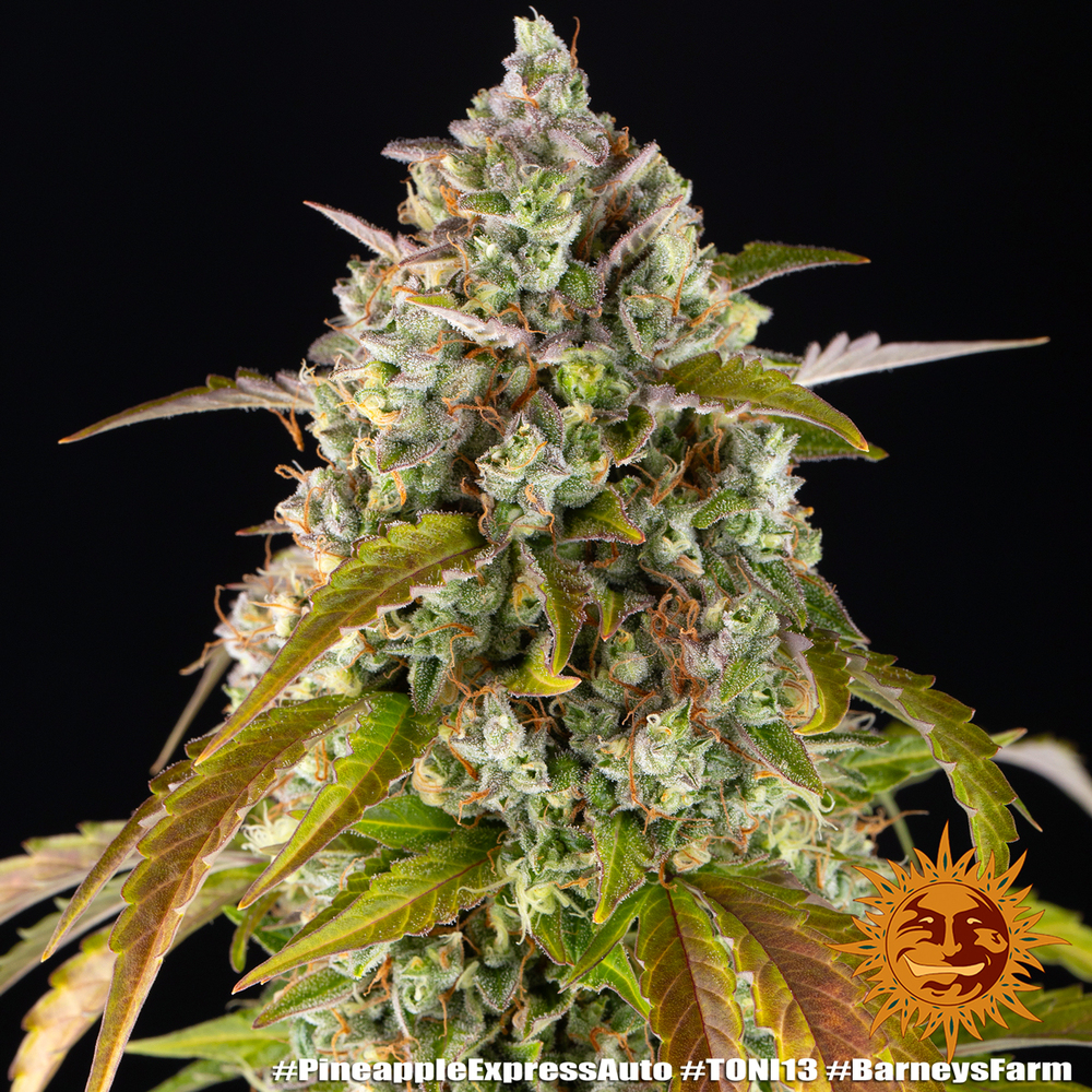 Pineapple Express Auto Autoflower Barney's Farm