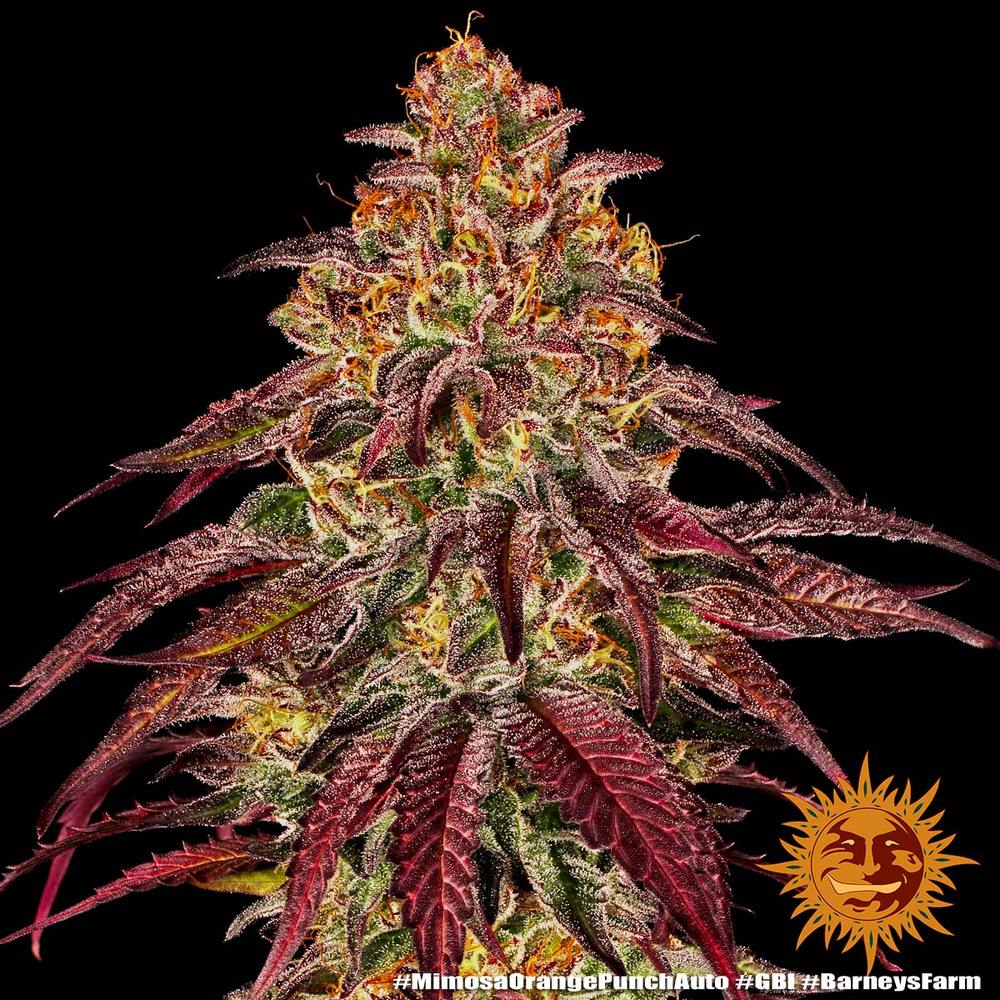 Mimosa x Orange Punch Auto Autoflower Barney's Farm